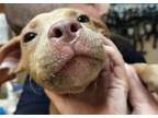 Adopt Reggie a Mixed Breed