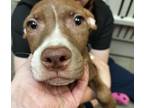 Adopt Lumpy a Mixed Breed
