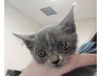 Adopt Morty a Domestic Short Hair