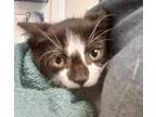 Adopt Big Richard a Domestic Short Hair