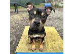 Adopt Jeromeo a Pit Bull Terrier, Rottweiler