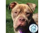 Adopt Squishy a Mixed Breed