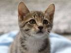 Adopt George a Domestic Short Hair