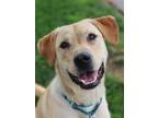 Adopt Seymour a Mixed Breed