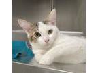 Adopt Anakin a Domestic Short Hair