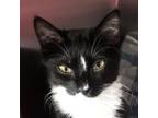 Adopt Chai a Domestic Short Hair