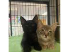 Adopt Serrano a Domestic Short Hair