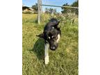 Adopt Chase a German Shepherd Dog, Mixed Breed