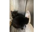 Adopt Abyss a Domestic Short Hair