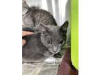 Adopt Louie a Domestic Short Hair