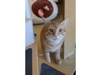 Adopt The Ol' Razzle Dazzle a Domestic Short Hair