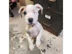 Adopt Mike Wazowski a Pit Bull Terrier