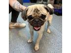 Adopt Eraser a Pug