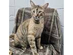 Adopt Mufasa a Domestic Short Hair