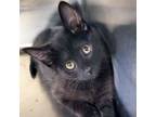Adopt Stormy Night - Reduced Fee! a Domestic Short Hair