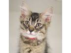 Adopt Osito a Domestic Medium Hair, Domestic Short Hair