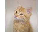 Adopt Leon a Domestic Medium Hair, Domestic Short Hair