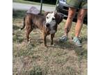 Adopt Albus a Mixed Breed