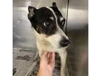 Adopt Poptart - Stray Hold 8/23 a Mixed Breed, Rat Terrier