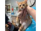 Adopt Kai a Domestic Short Hair