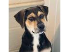 Adopt Sherwood a Mixed Breed