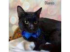 Adopt Blanco a Domestic Short Hair