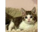 Adopt Beau a Domestic Short Hair