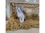 Adopt Taz a Domestic Short Hair