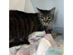 Adopt Quentin Tarantulino a Domestic Short Hair
