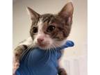 Adopt Jeremiah a Domestic Short Hair