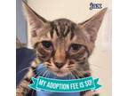 Adopt Jax a Domestic Short Hair