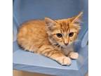 Adopt Spanky a Domestic Medium Hair