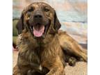 Adopt Bucky a Great Pyrenees, Mixed Breed