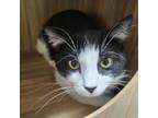Adopt Orion a Domestic Short Hair