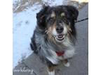 Adopt Hank a Australian Shepherd