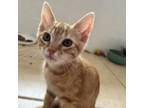 Adopt Freddy a Domestic Short Hair