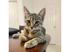 Adopt Henry a Domestic Short Hair
