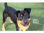 Adopt Tobias a Mixed Breed, Rottweiler