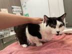Adopt Joey a Domestic Short Hair