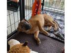 Adopt Chauncey a Mixed Breed