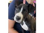Adopt Felix a Mixed Breed