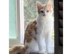 Adopt Hachu (C000-370) - City of Industry Location a Domestic Medium Hair