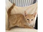 Adopt Bingo (C000-435) - Costa Mesa Location a Domestic Short Hair