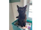 Adopt Captain a Domestic Medium Hair