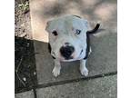 Adopt Dooley a Pit Bull Terrier