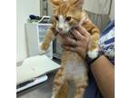 Adopt Carrot Top a Domestic Medium Hair