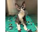 Adopt Hobble a Domestic Short Hair