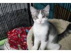 Adopt Karsa K4 "Duke" a Domestic Short Hair