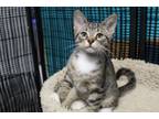 Adopt Karsa K5 "Earl" a Domestic Short Hair, Exotic Shorthair