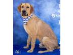 Adopt Rufus a Mastiff, Golden Retriever